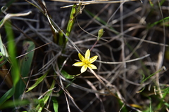 Hypoxis angustifolia