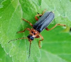 Cantharis annularis