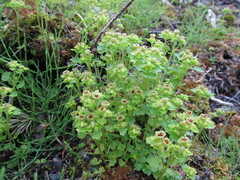 Chrysosplenium tetrandrum