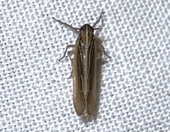 Nothodelphax slossonae