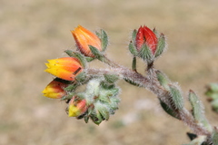 Echeveria setosa setosa