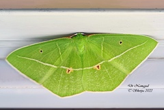 Tanaoctenia haliaria