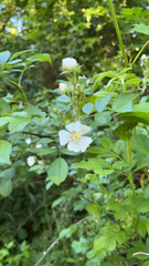 Rosa multiflora