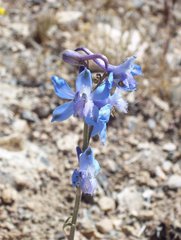 Delphinium parishii parishii