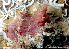 Pyura squamulosa