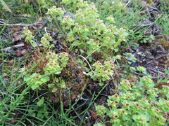 Chrysosplenium tetrandrum