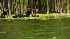 Fulica atra