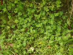 Chrysosplenium oppositifolium