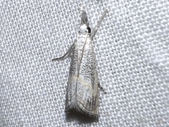 Haimbachia squamulellus