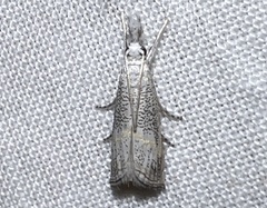 Haimbachia squamulellus