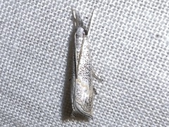 Haimbachia squamulellus