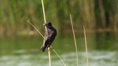 Sturnus vulgaris