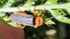 Cantharis annularis