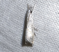 Haimbachia squamulellus