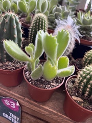 Cotyledon tomentosa