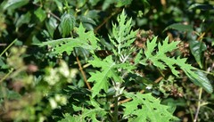 Berkheya bipinnatifida bipinnatifida
