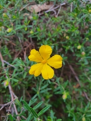 Hibbertia hypericoides hypericoides