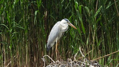 Ardea cinerea