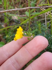 Hibbertia hypericoides hypericoides