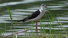 Himantopus himantopus