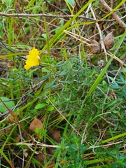 Hibbertia hypericoides hypericoides