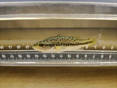 Micropterus salmoides