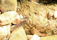 Millerigobius macrocephalus