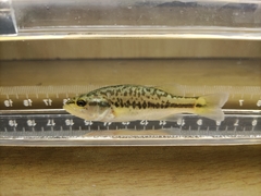 Micropterus salmoides