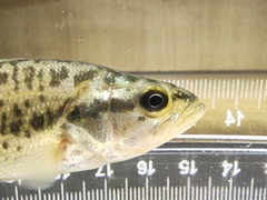 Micropterus salmoides
