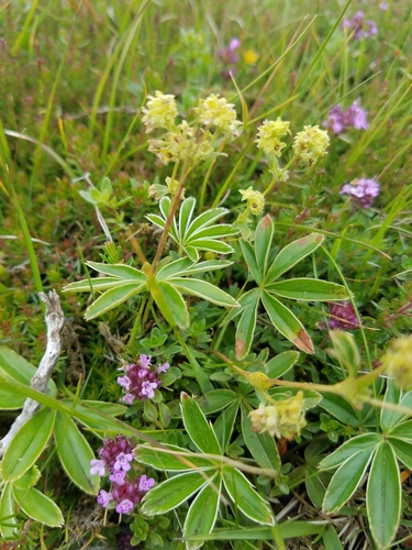 Alpine Lady's-mantle