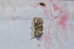 Omphalophana antirrhinii