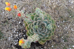 Echeveria setosa setosa