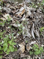Stellaria pubera