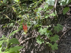 Aquilegia elegantula