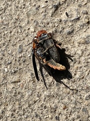 Cantharis fusca