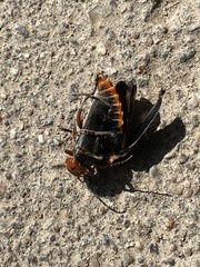 Cantharis fusca