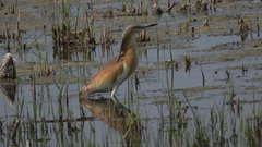 Ardeola ralloides