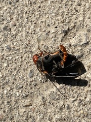 Cantharis fusca