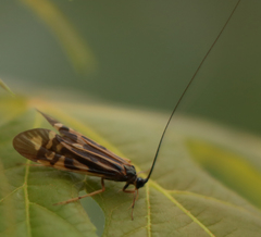 Macrostemum zebratum