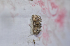 Omphalophana antirrhinii