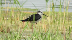 Himantopus himantopus