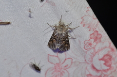 Omphalophana antirrhinii