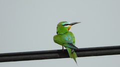 Merops persicus