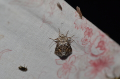 Omphalophana antirrhinii