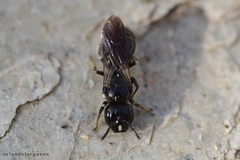 Ceratina cucurbitina