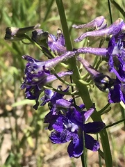 Delphinium glaucum