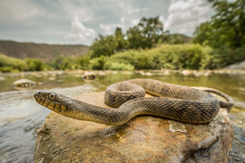 Diamondback Watersnake