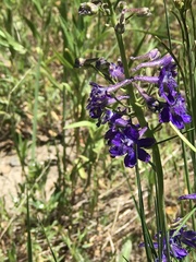 Delphinium glaucum