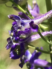 Delphinium glaucum