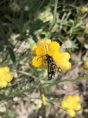 Chamaesphecia bibioniformis